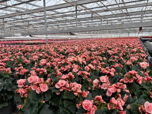 begonia.jpg
