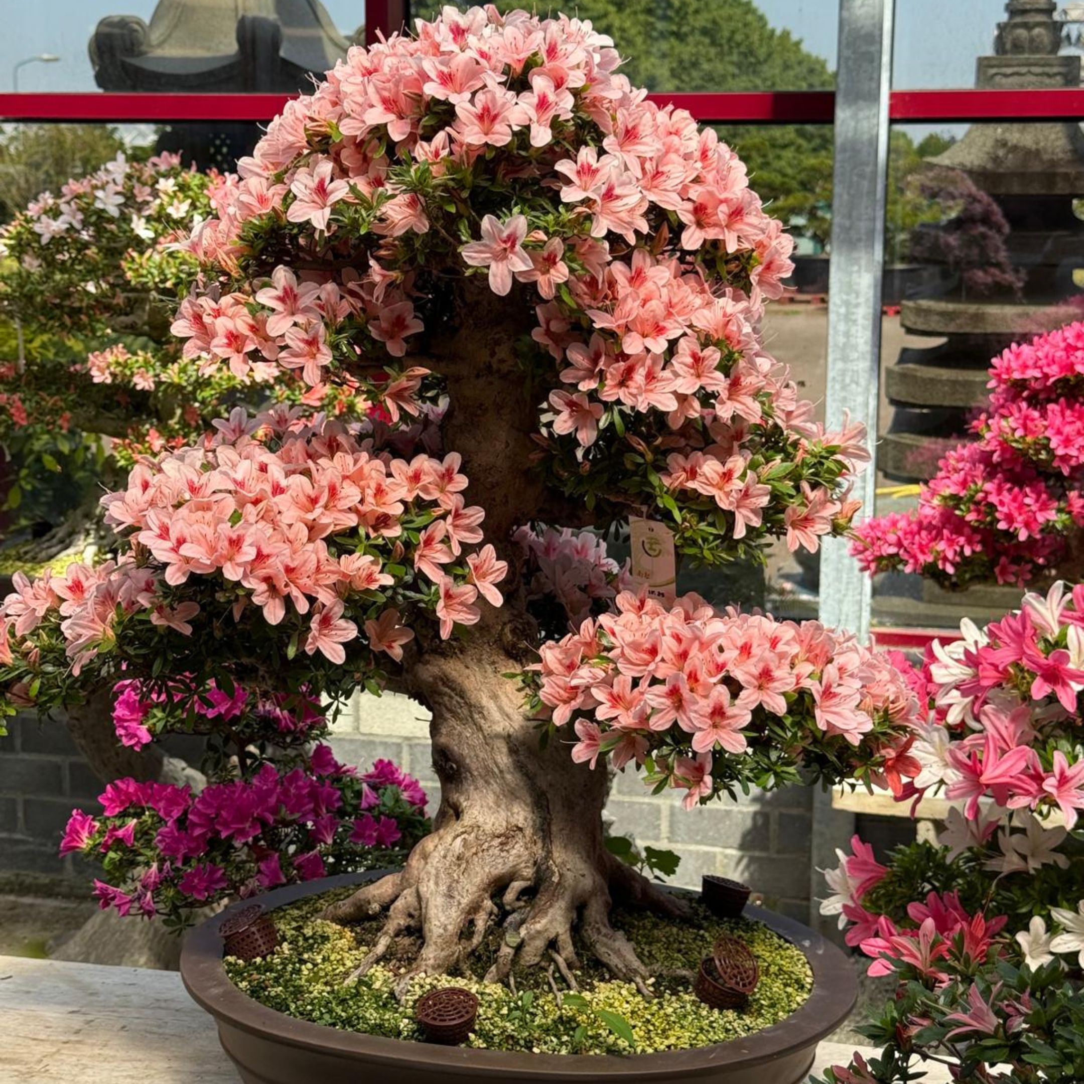 Bonsai.jpg (3)