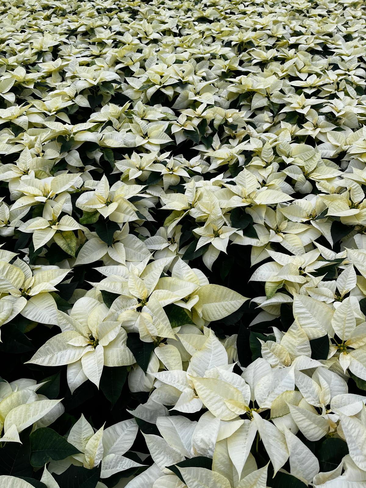Poinsettias.jpg