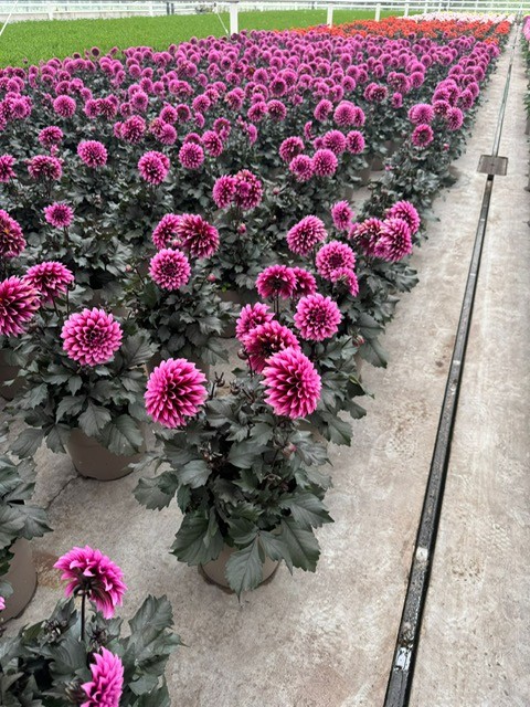 dahlia.jpg