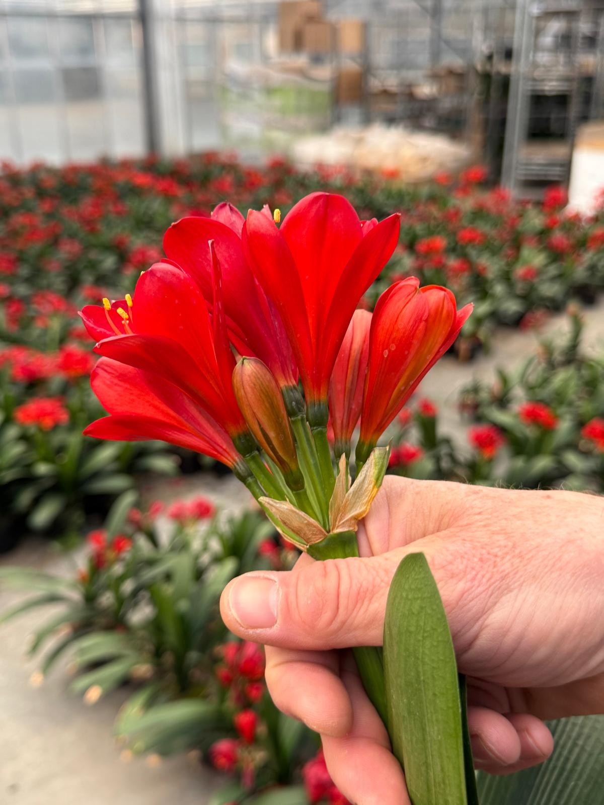 rode clivia.jpg