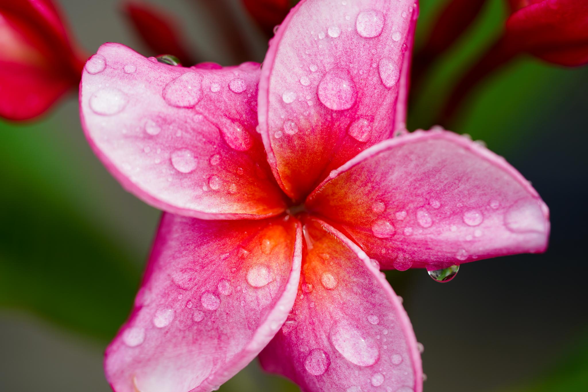 Plumeria Richplant 3.jpg