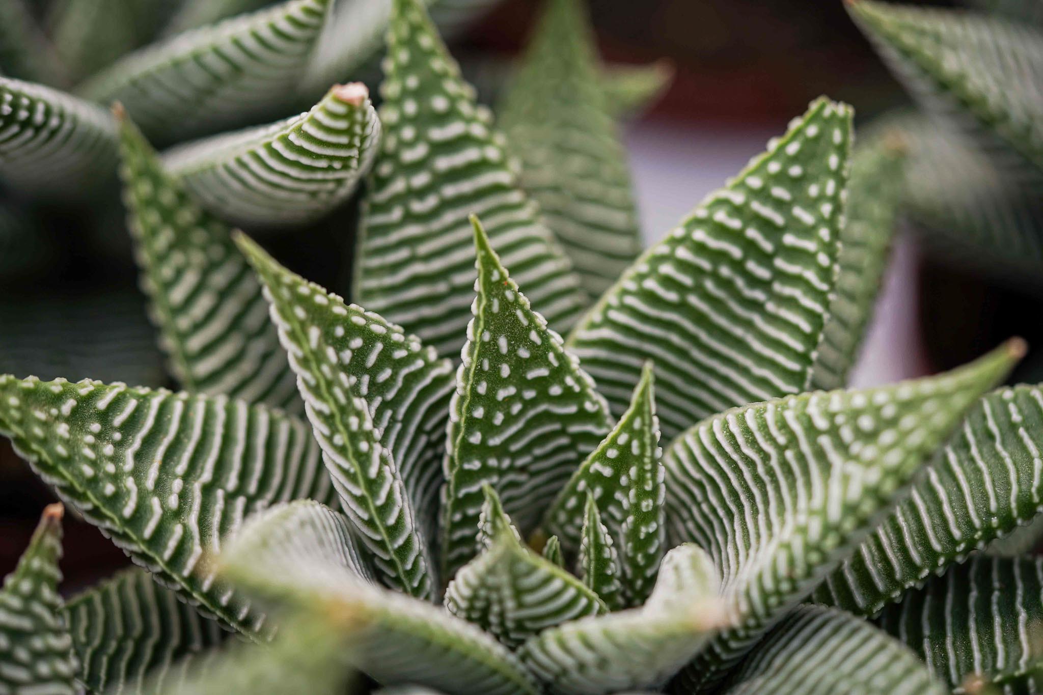 Haworthia Spider White.jpg