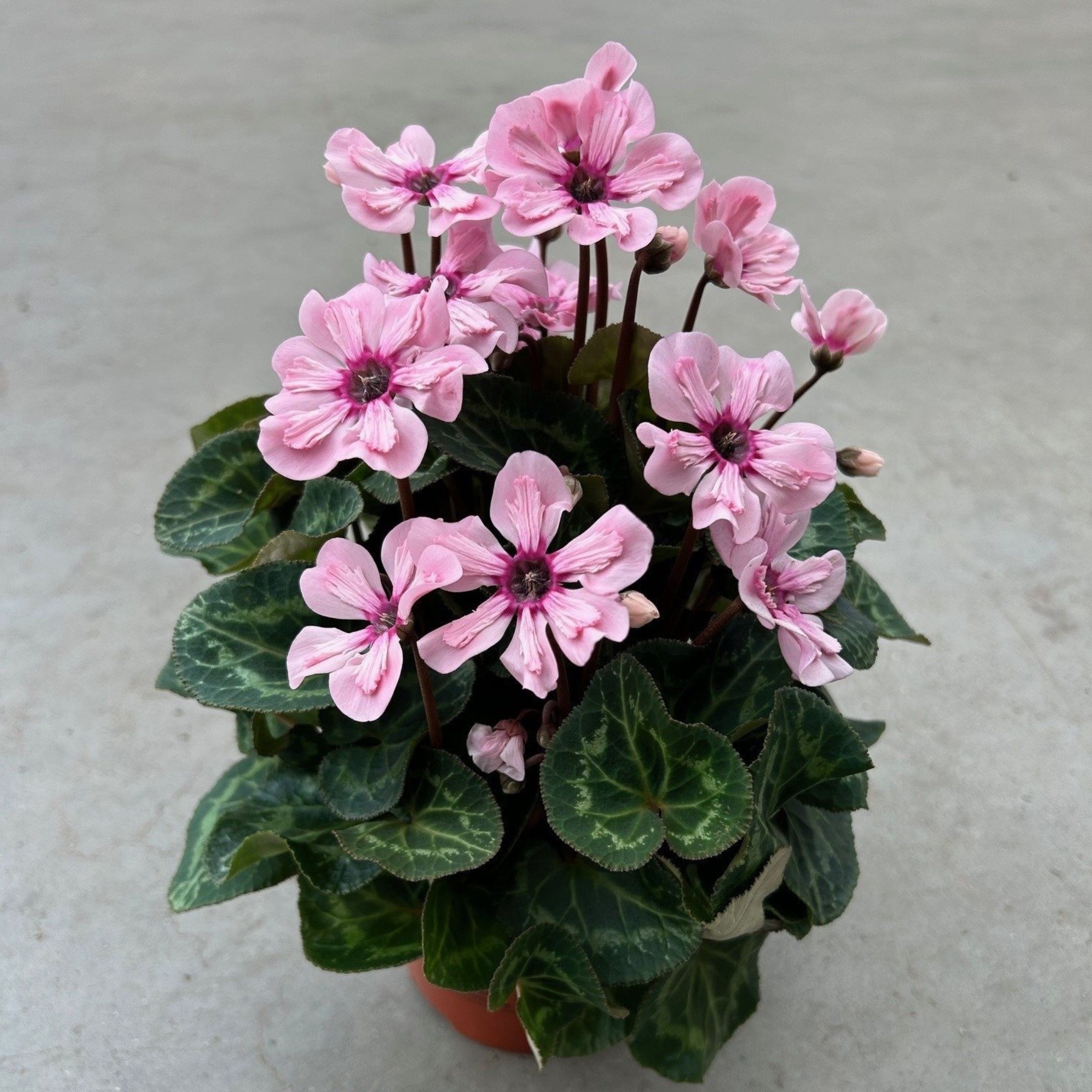 Untitled design (6).jpg (3)