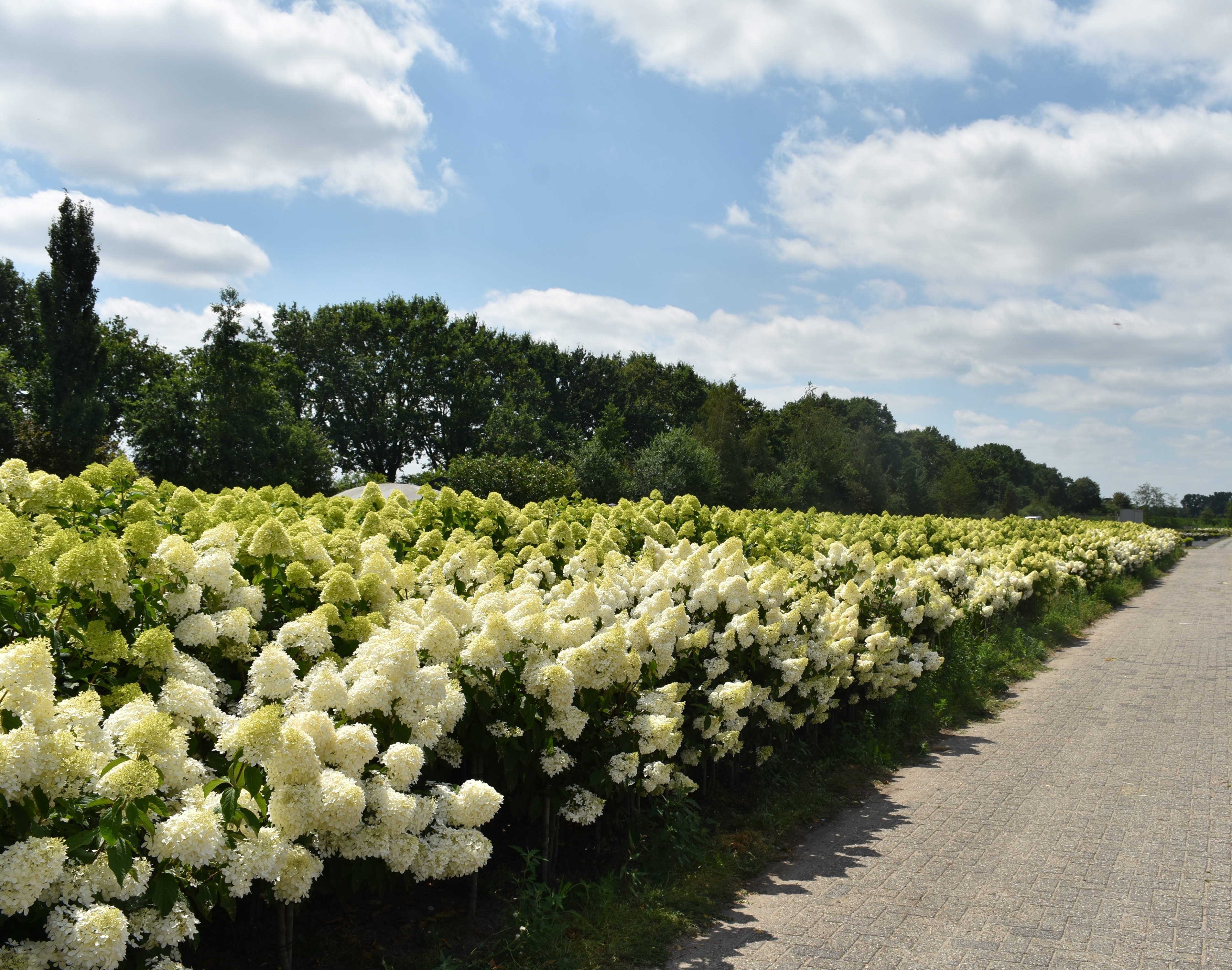 DSC_4453 - kopie.JPG