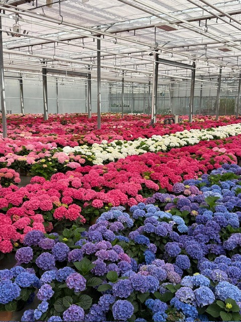 hydrangea 2.jpg