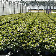 Untitled design (9).jpg